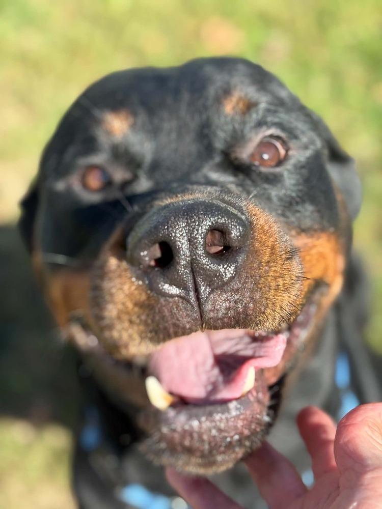 Enlarge Deacon, a Adoptable Rottweiler in harrison city, PA image 3/3