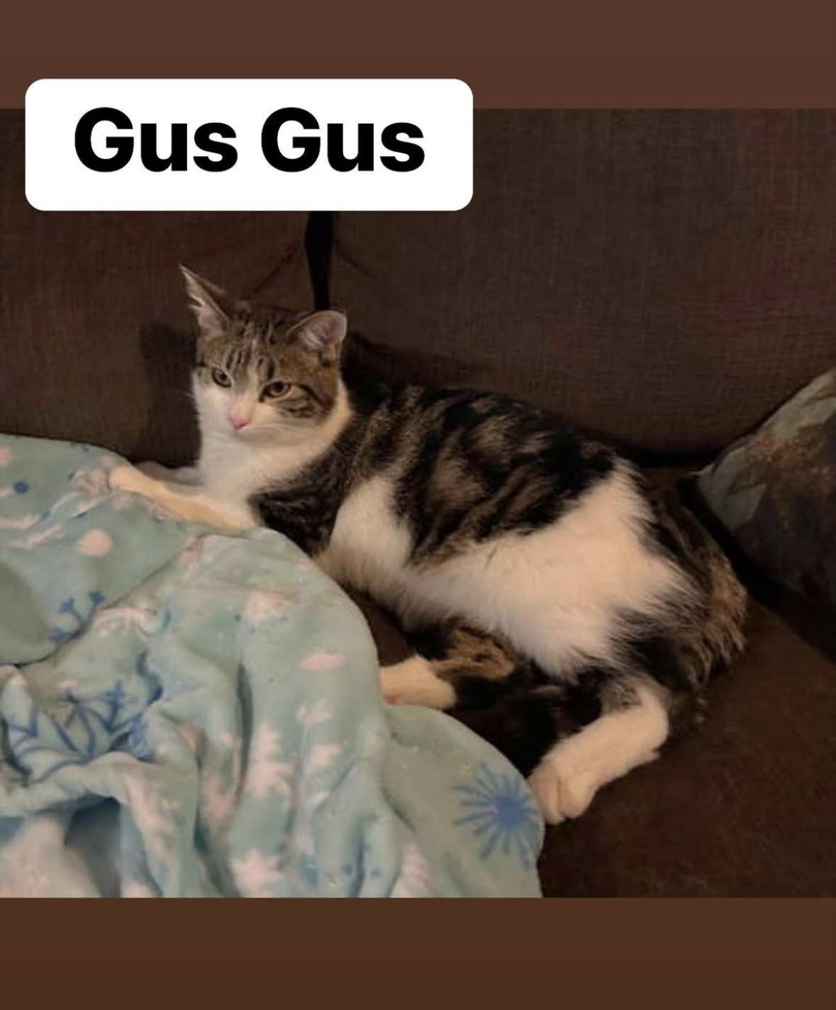 Enlarge Gus Gus, a Adoptable Domestic Short Hair in Crown Point, IN image 1/1