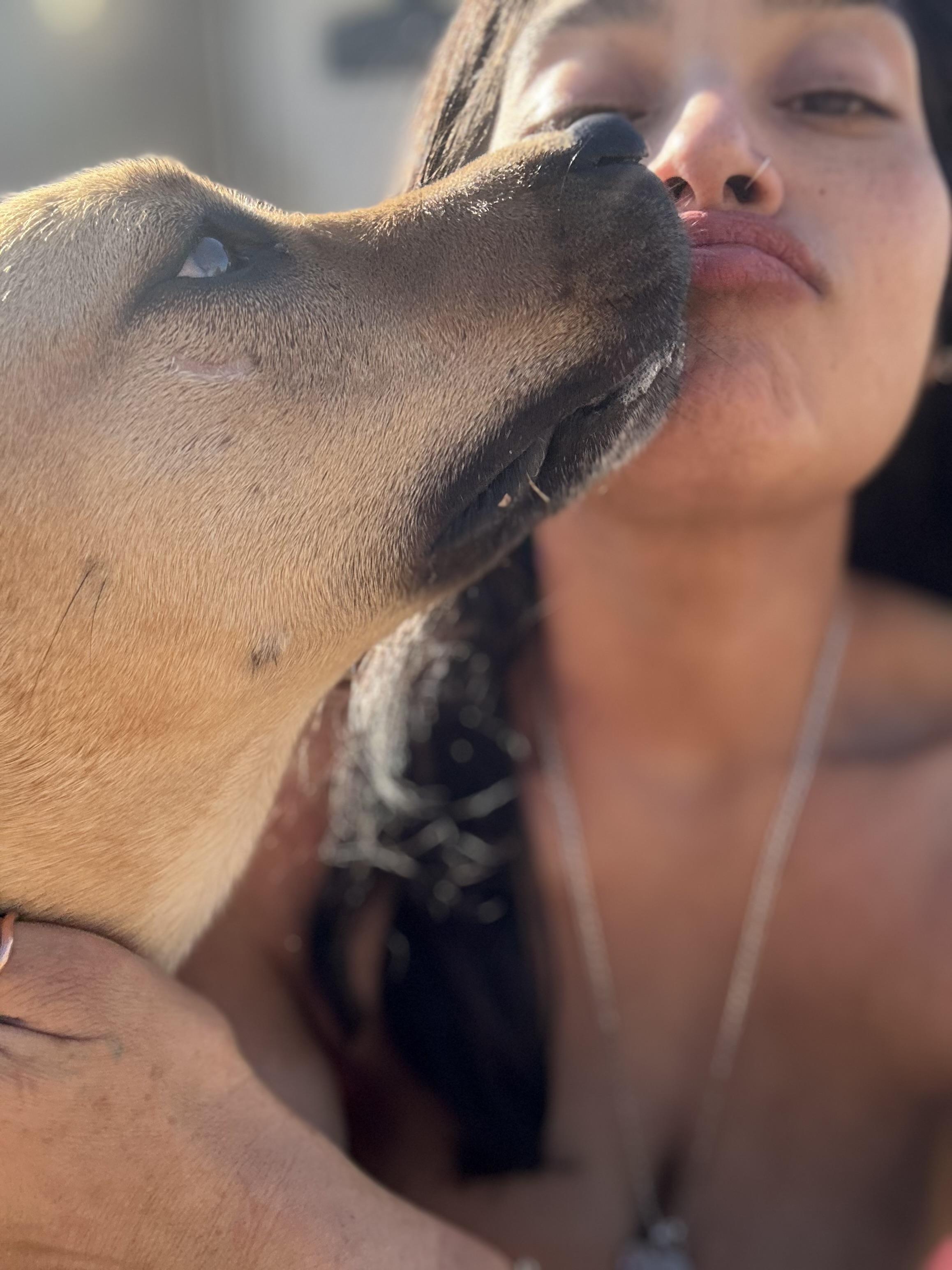 Star, Adult Female Basenji