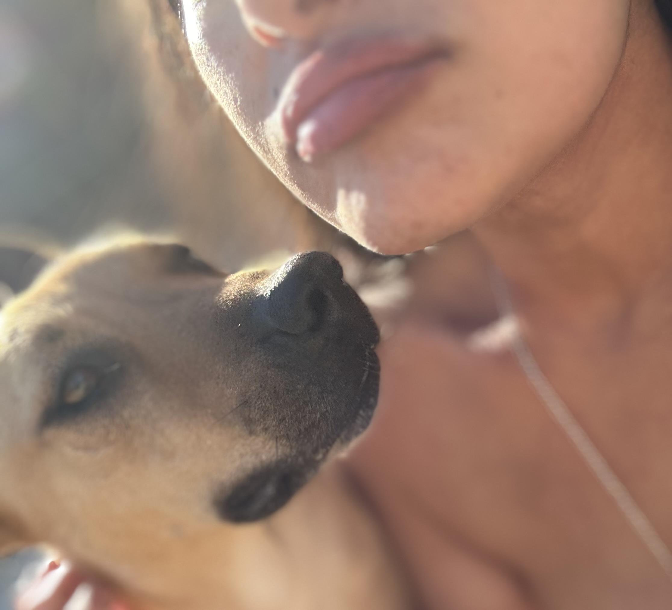 Enlarge Star, a Adoptable mixed breed in Scottsville, KY image 3/5