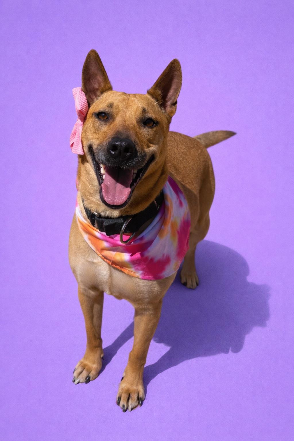 Enlarge Star, a Adoptable mixed breed in Scottsville, KY image 1/4