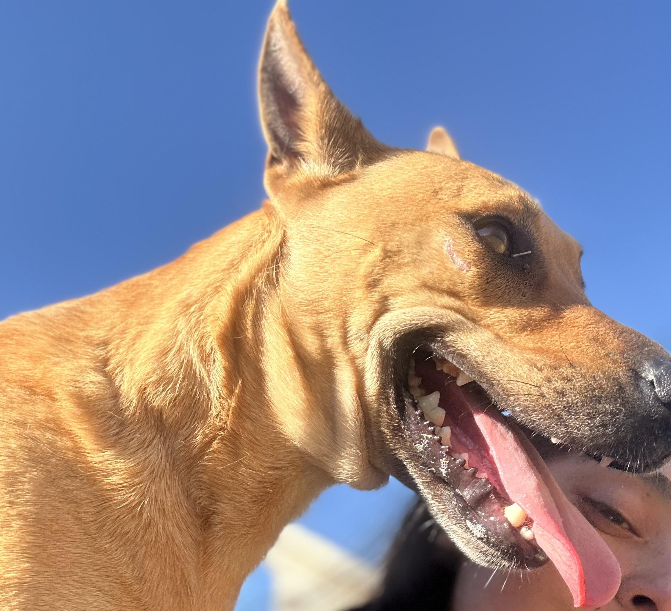Star, an adoptable Basenji in Scottsville, KY, 42164 | Photo Image 2