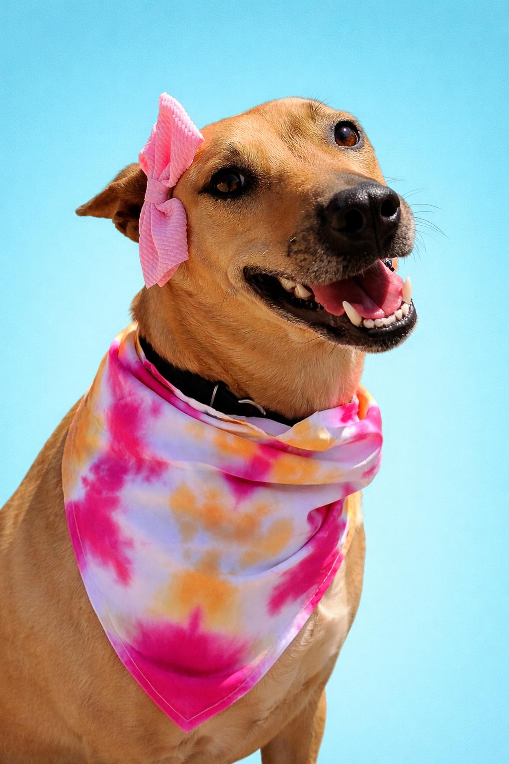 Enlarge Star, a Adoptable mixed breed in Scottsville, KY image 2/4