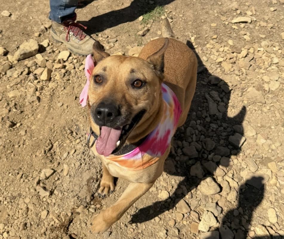 Enlarge Star, a Adoptable mixed breed in Scottsville, KY image 4/4