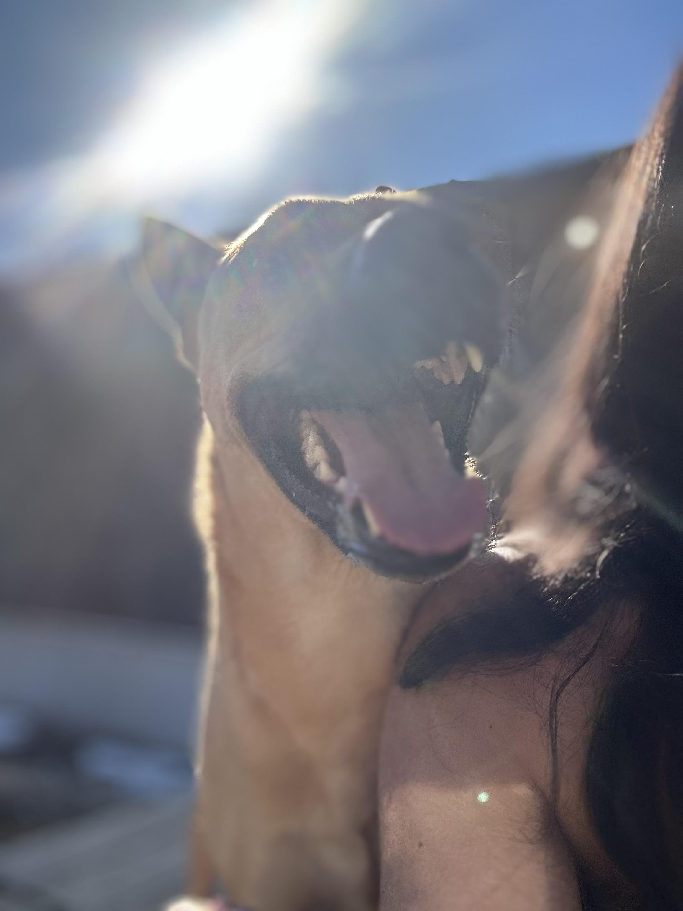 Enlarge Star, a Adoptable mixed breed in Scottsville, KY image 5/5