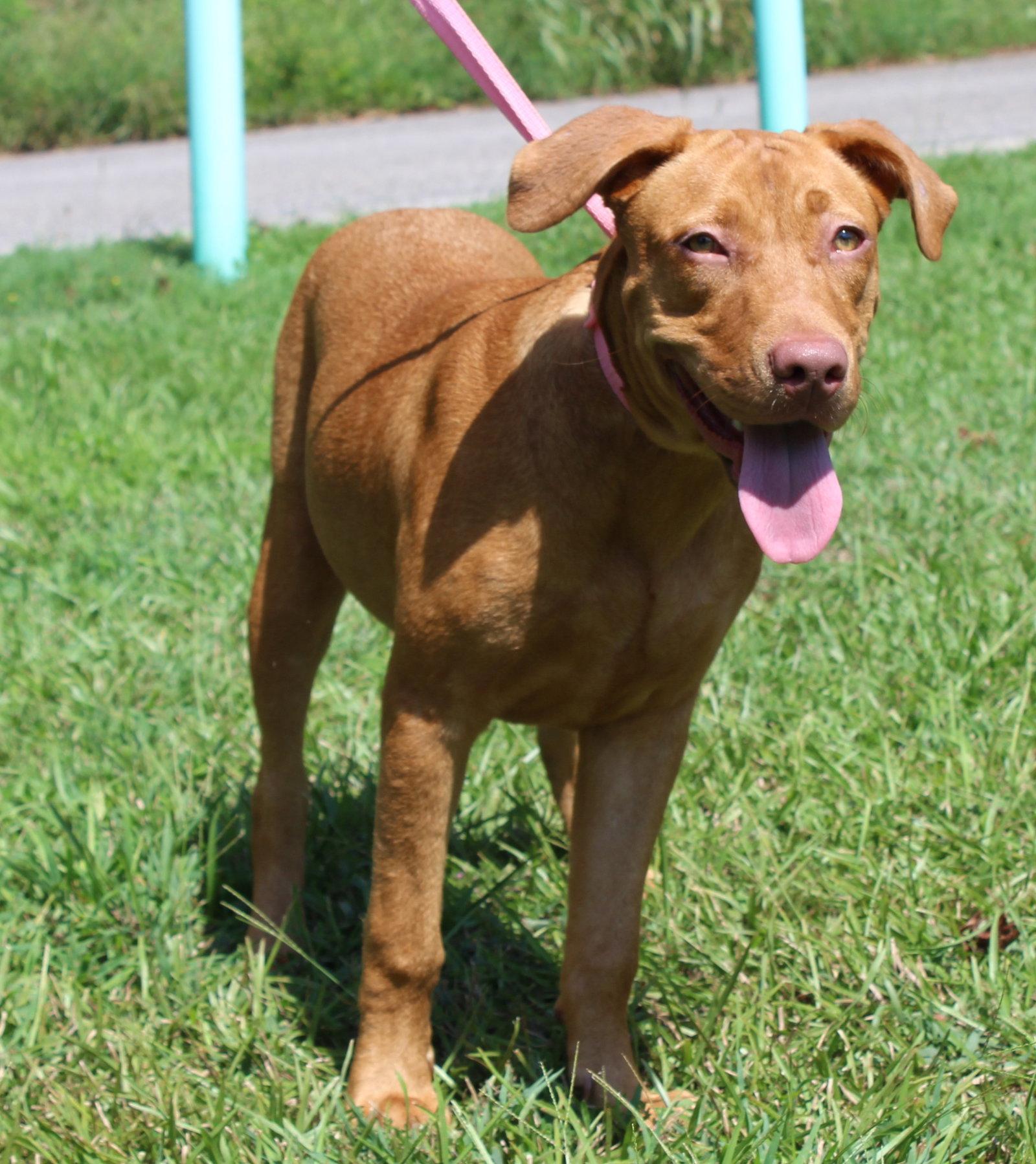 Honey 44362, Adoptable, Young Female Retriever.