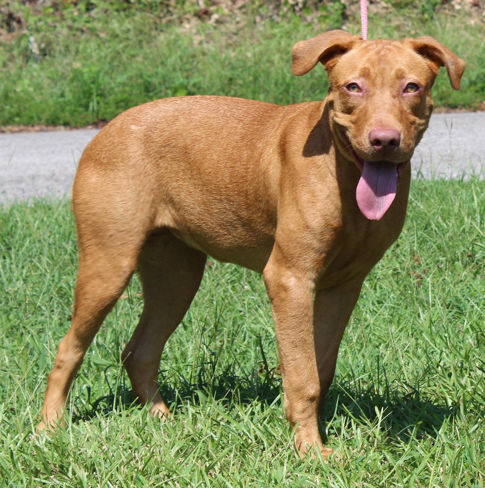 Enlarge Honey 44362, a Adoptable Retriever in Prattville, AL image 2/3
