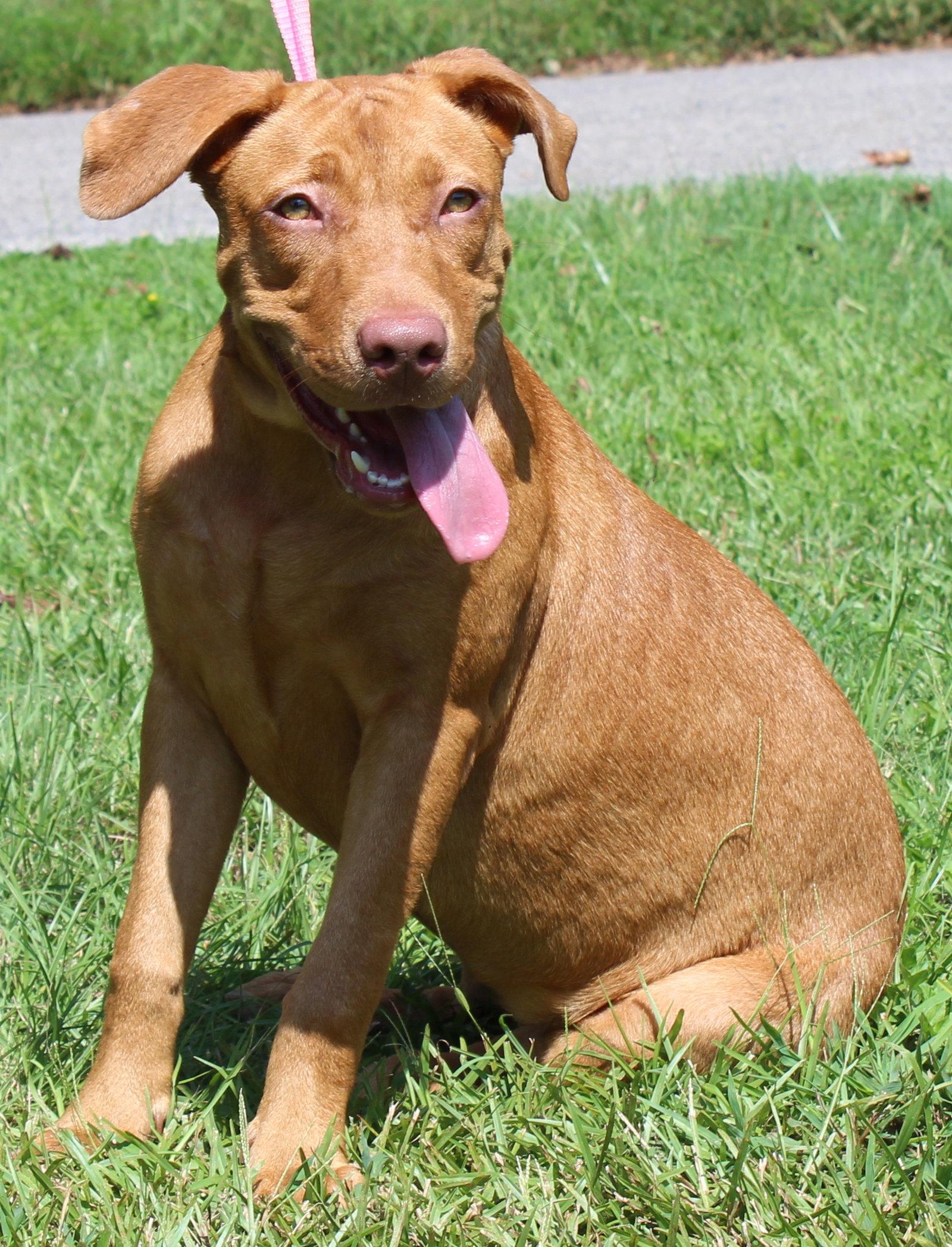 Enlarge Honey 44362, a Adoptable Retriever in Prattville, AL image 3/3