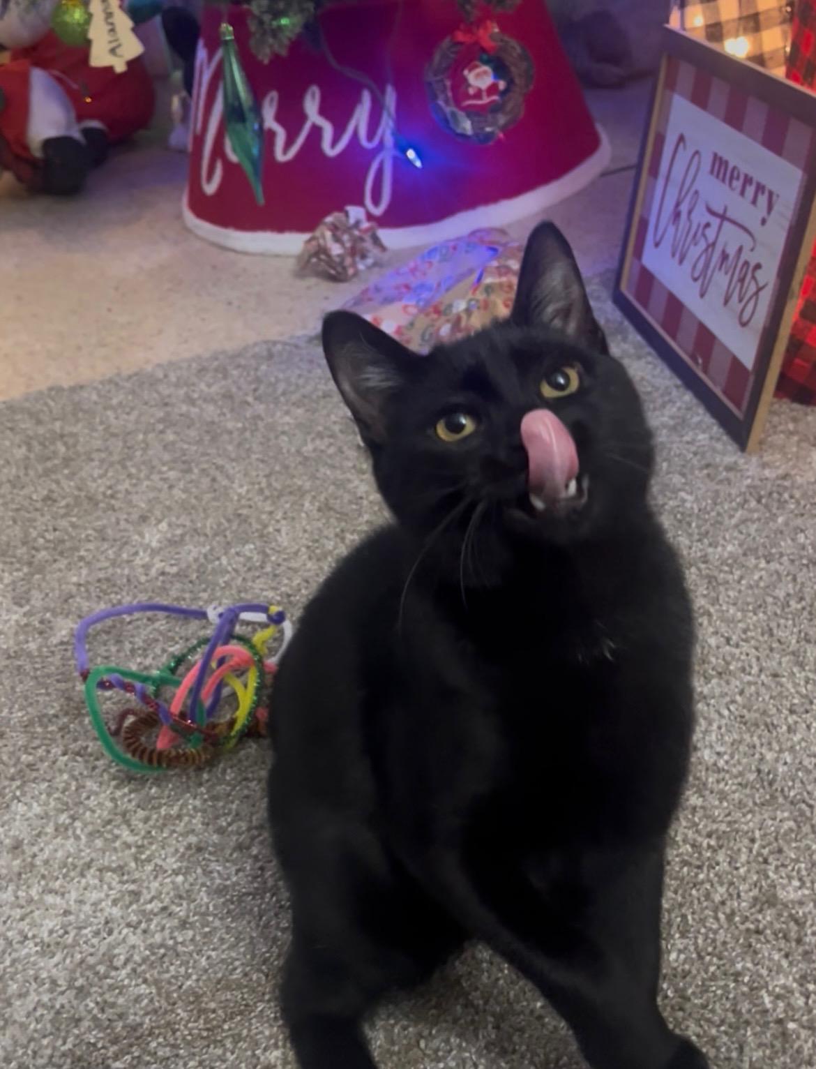 Enlarge Sauly, a ADOPTABLE Domestic Short Hair in Largo, FL image 5/5