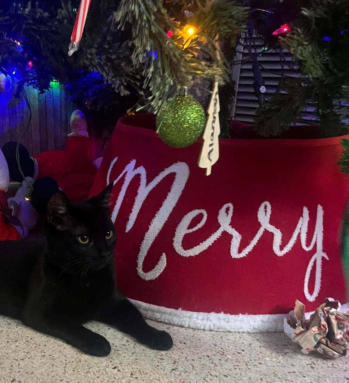 Enlarge Sauly, a ADOPTABLE Domestic Short Hair in Largo, FL image 1/5