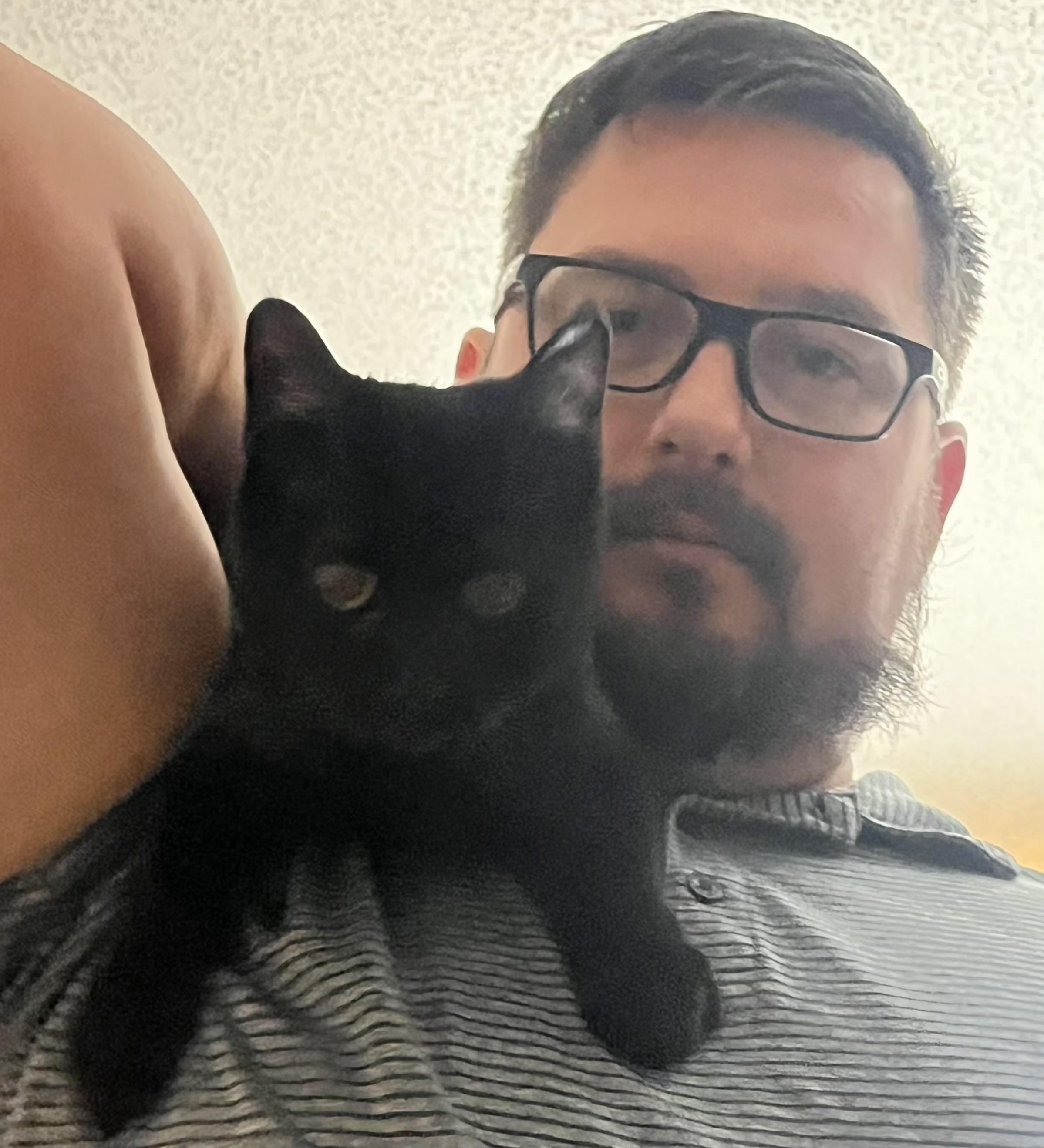 Enlarge Sauly, a ADOPTABLE Domestic Short Hair in Largo, FL image 4/5