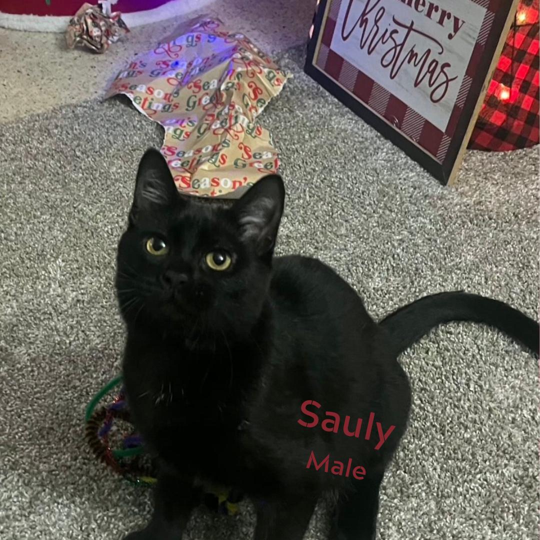 Enlarge Sauly, a ADOPTABLE Domestic Short Hair in Largo, FL image 2/5