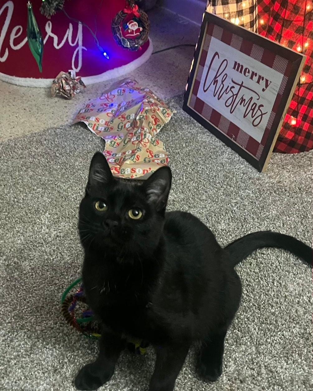 Enlarge Sauly, a ADOPTABLE Domestic Short Hair in Largo, FL image 3/5