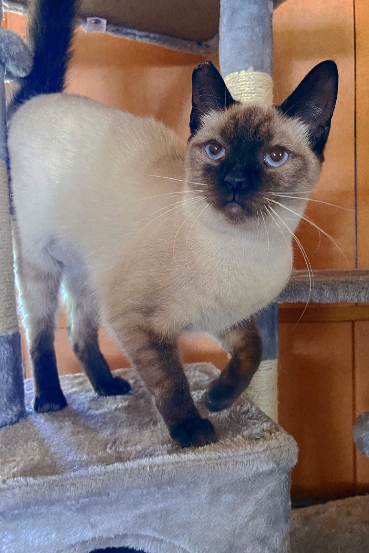 Lala, Adopted, Young Female Siamese.