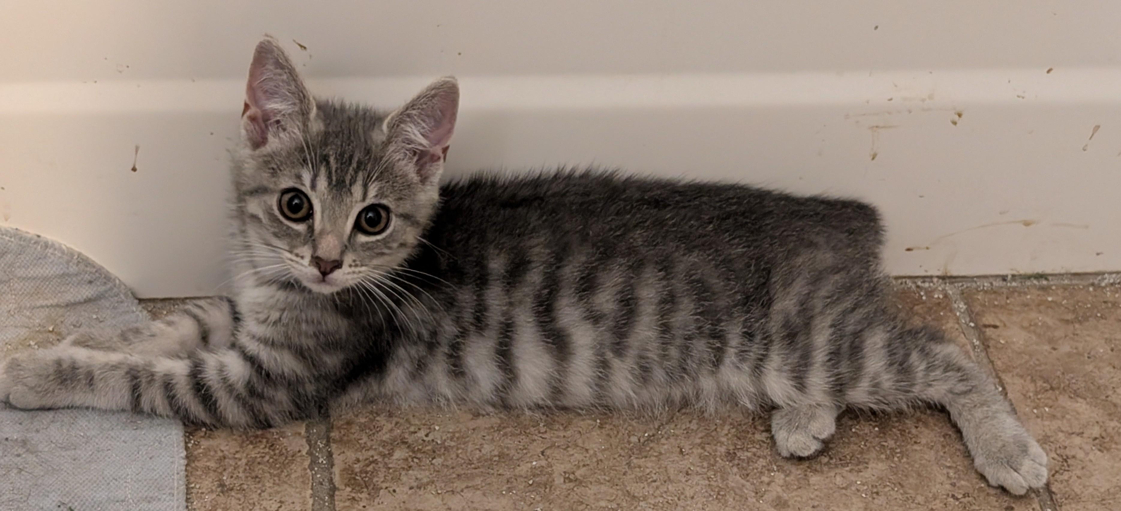 Silvia, ADOPTABLE, Kitten • Female, American Bobtail.