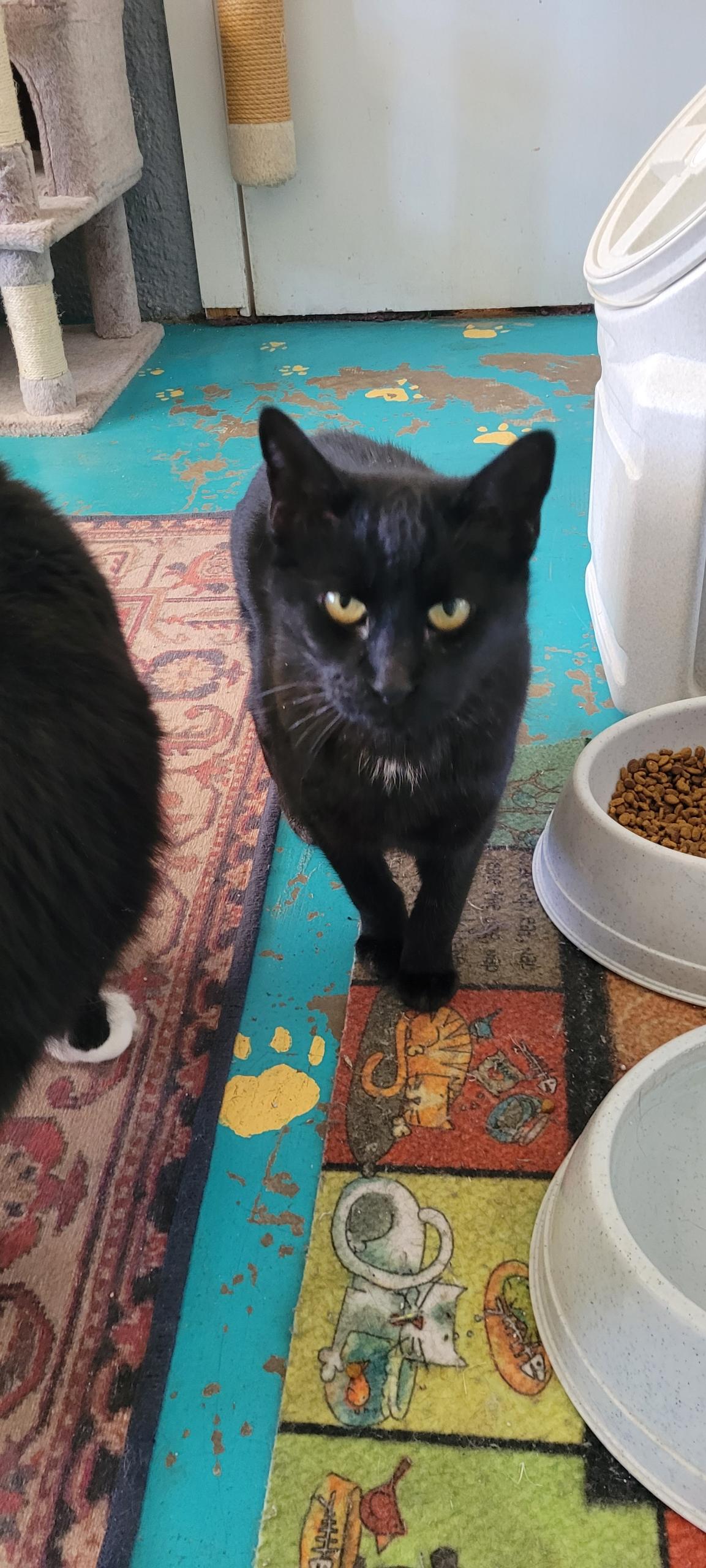 Got Milk, Senior Female Domestic Short Hair