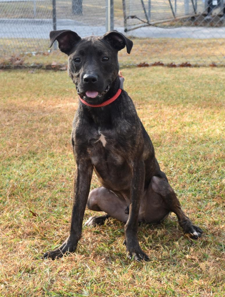 Chico, Adoptable, Adult Male Mixed Breed.