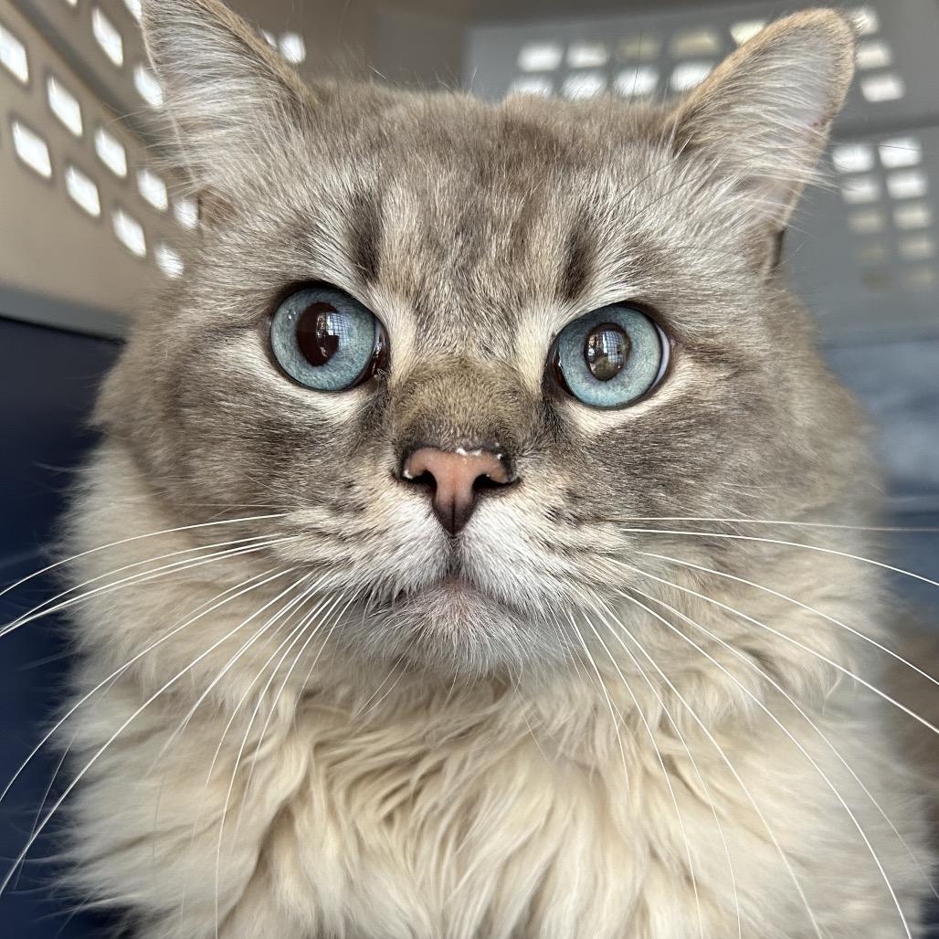 Toto — thumbnail 2