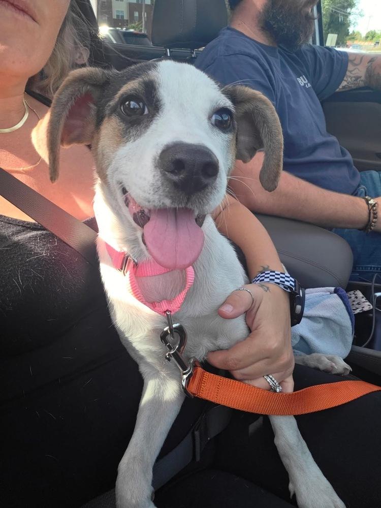 Trish, Adoptable, Puppy Female Beagle & Jack Russell Terrier.