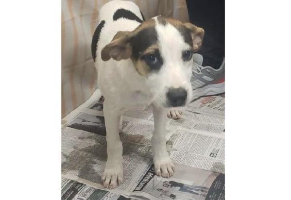 Enlarge Trish, a Adoptable mixed breed in Willingboro, NJ image 2/3