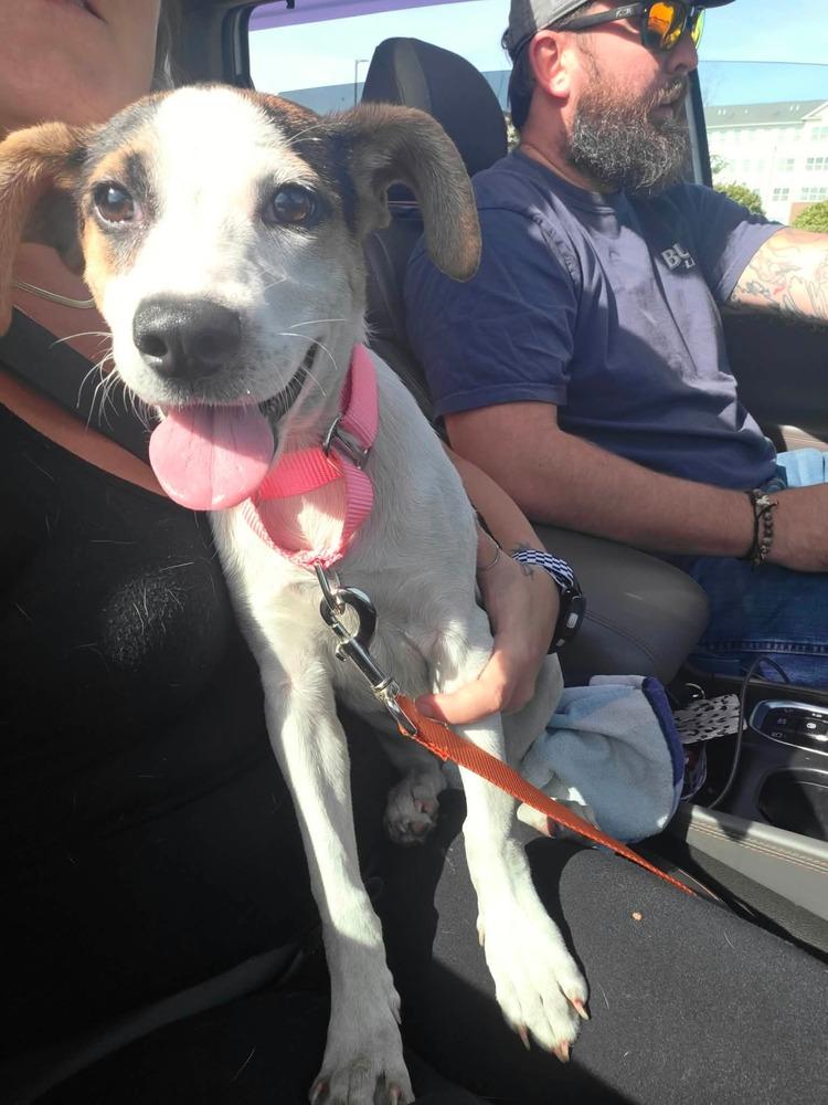 Enlarge Trish, a Adoptable mixed breed in Willingboro, NJ image 3/3