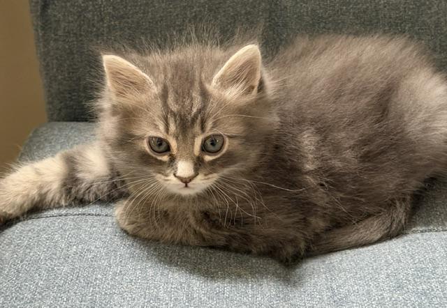 Nick, an adopted Tabby in Stanstead, QC image 3/3