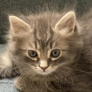 Nick, adopted, Kitten Male Tabby.