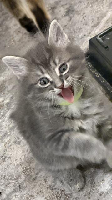 Nick, an adopted Tabby in Stanstead, QC image 2/3