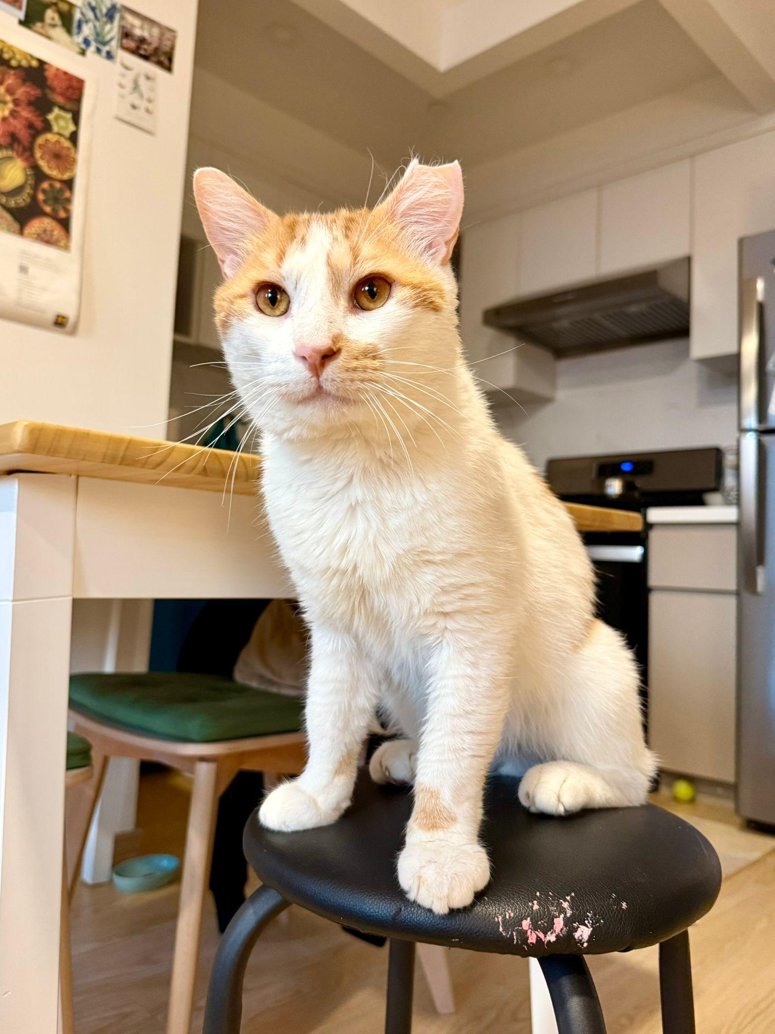 Enlarge Charming, a Adoptable Domestic Short Hair in Brooklyn, NY image 3/6