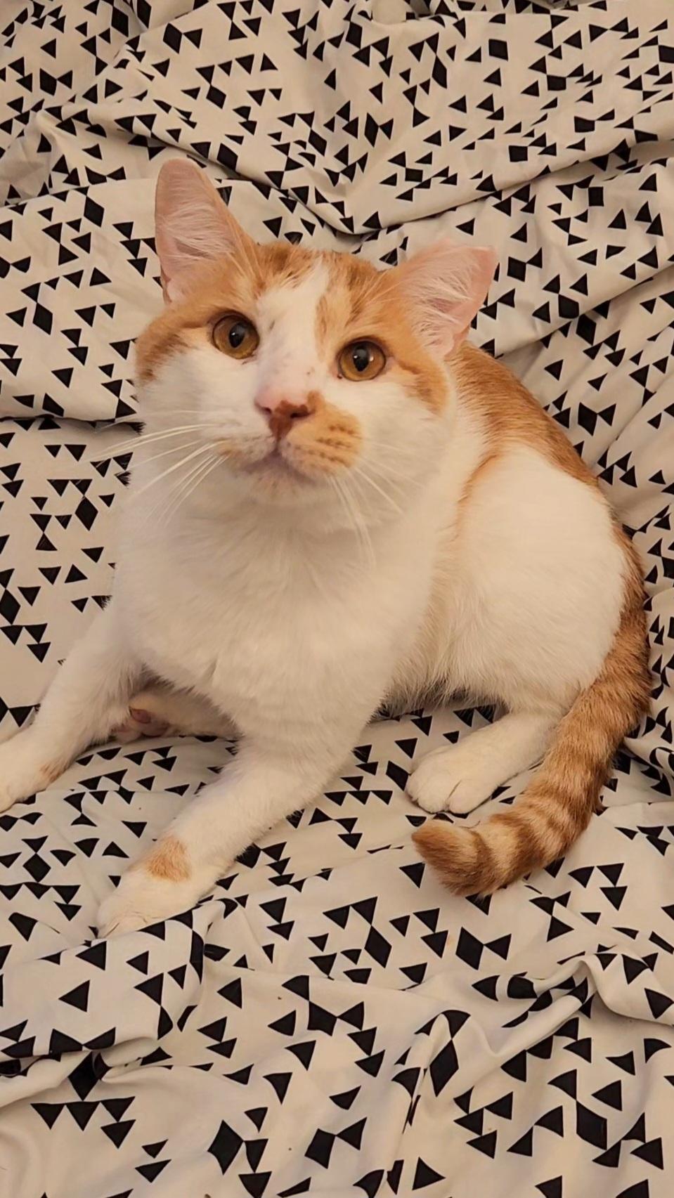 Enlarge Charming, a Adoptable Domestic Short Hair in Brooklyn, NY image 1/6