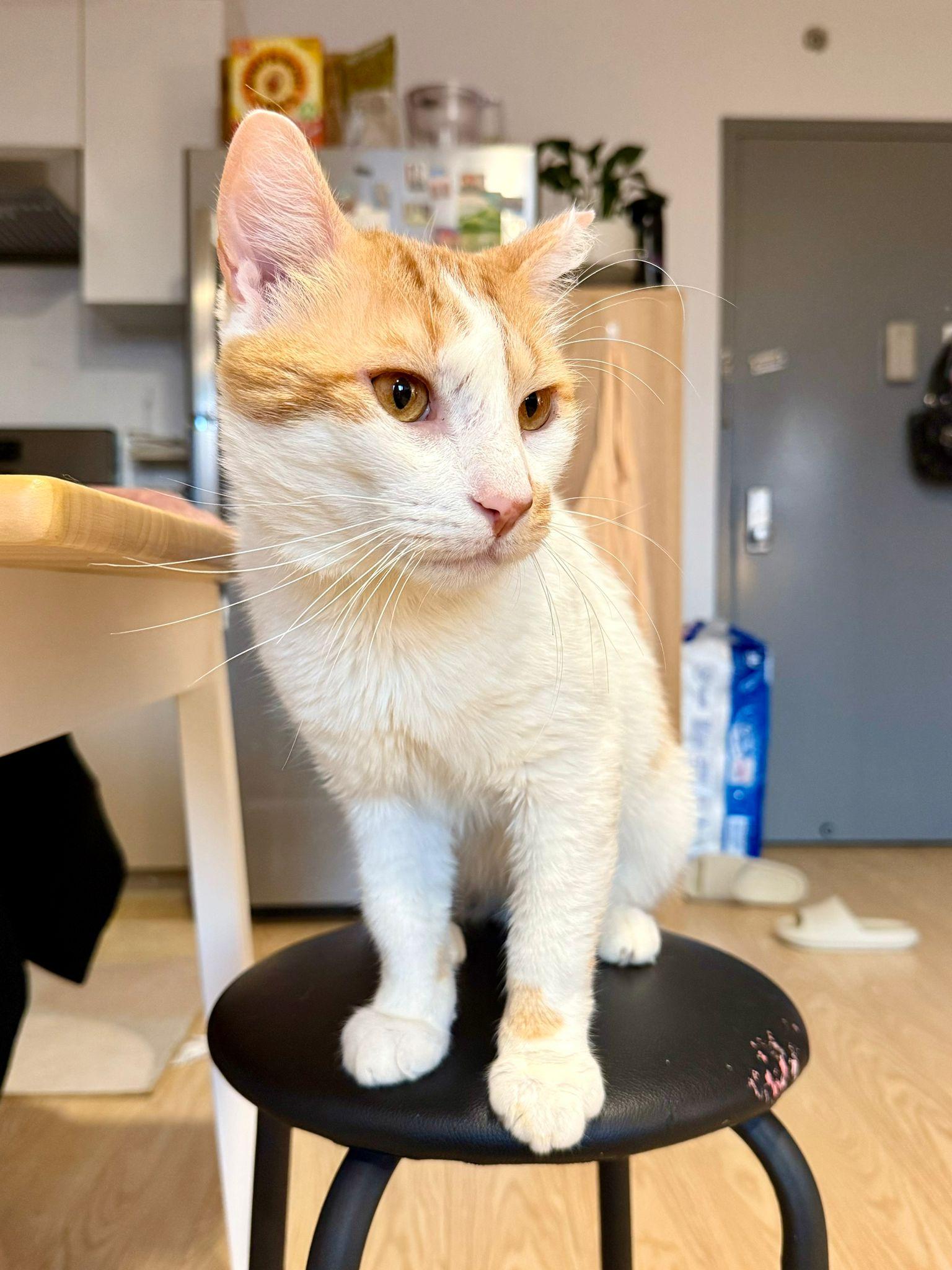 Enlarge Charming, a Adoptable Domestic Short Hair in Brooklyn, NY image 4/6