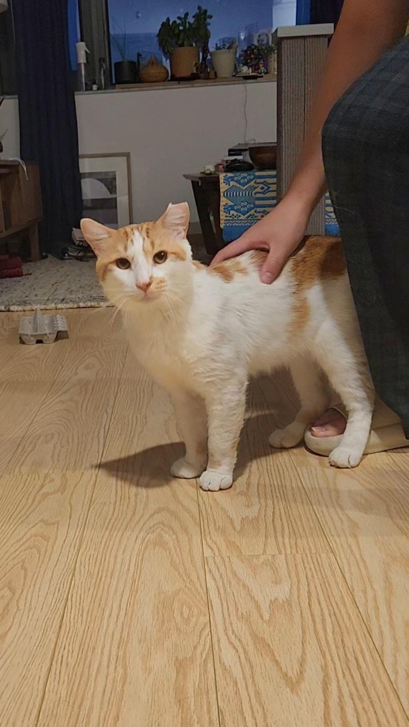 Enlarge Charming, a Adoptable Domestic Short Hair in Brooklyn, NY image 6/6