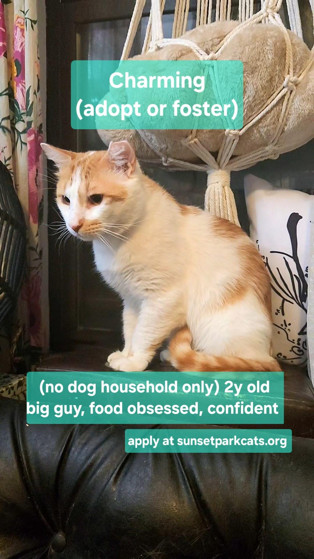 Enlarge Charming, a Adoptable Domestic Short Hair in Brooklyn, NY image 2/6