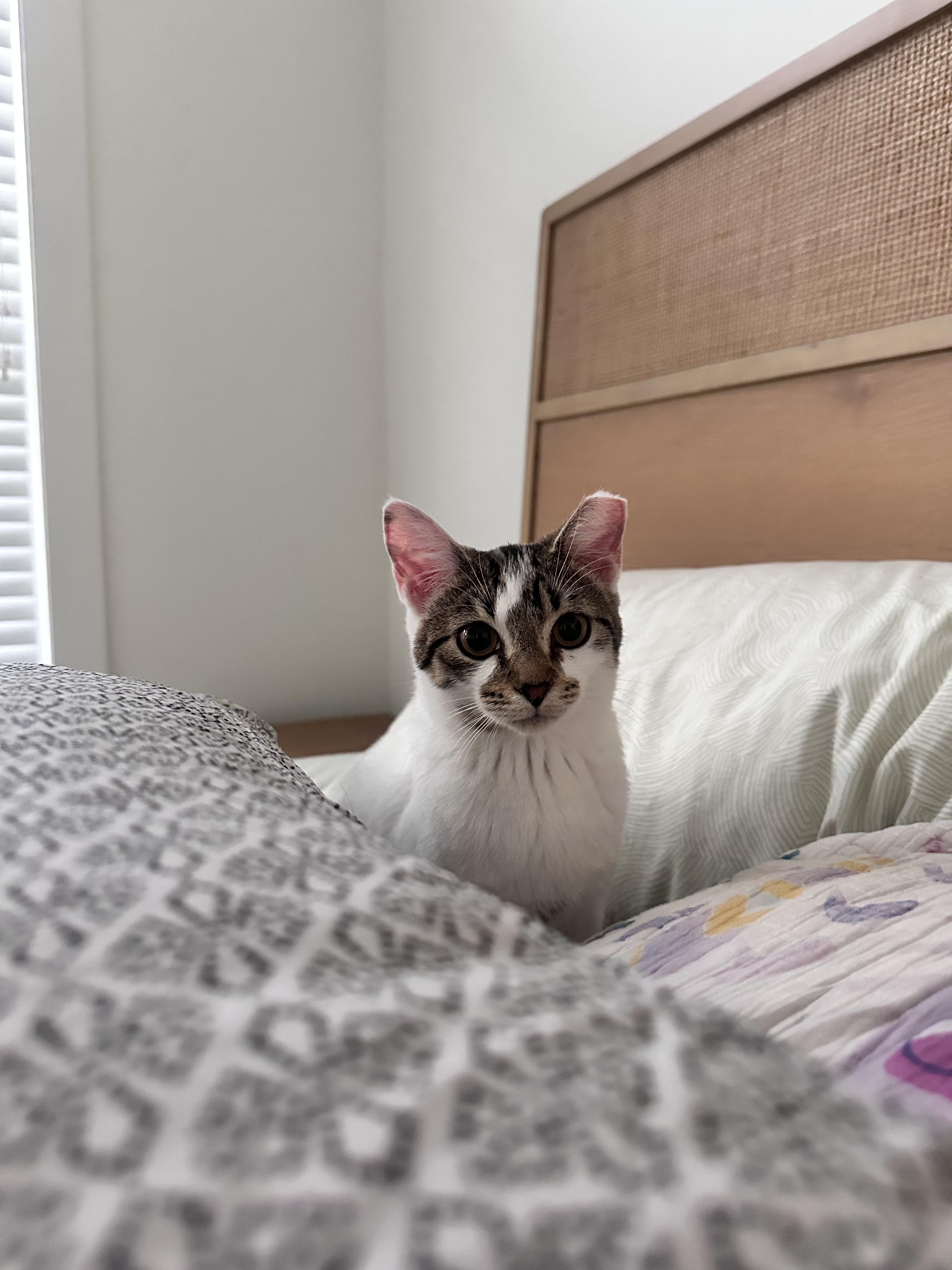 Enlarge Minnie Mouse, a Adoptable Domestic Short Hair in Avondale Estates, GA image 1/6