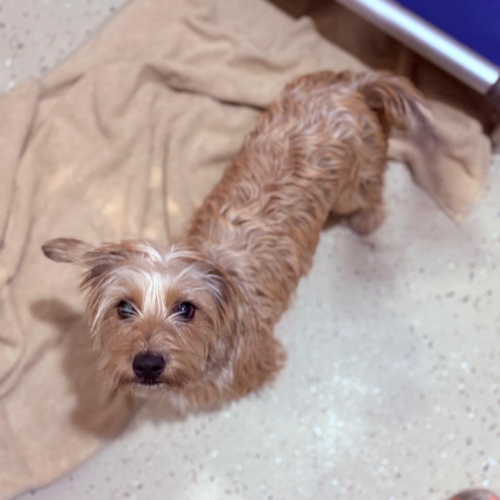 Izzy , a ADOPTABLE mixed breed in Fenton, MI image 1/3