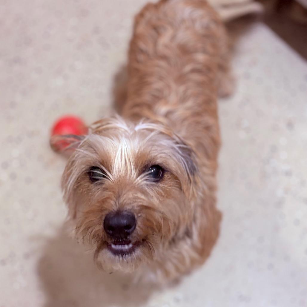 Izzy , a ADOPTABLE mixed breed in Fenton, MI image 2/3