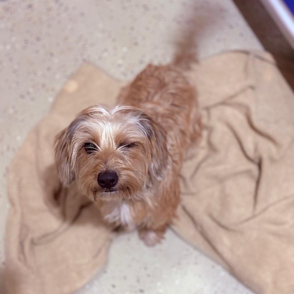 Izzy , a ADOPTABLE mixed breed in Fenton, MI image 3/3