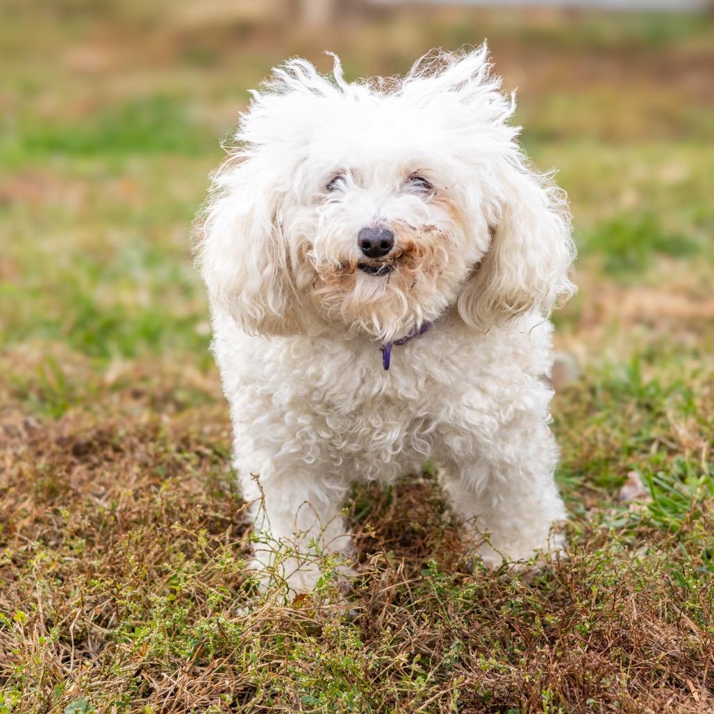 Bella — thumbnail 2