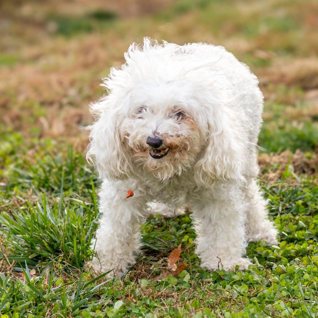 Bella — thumbnail 4