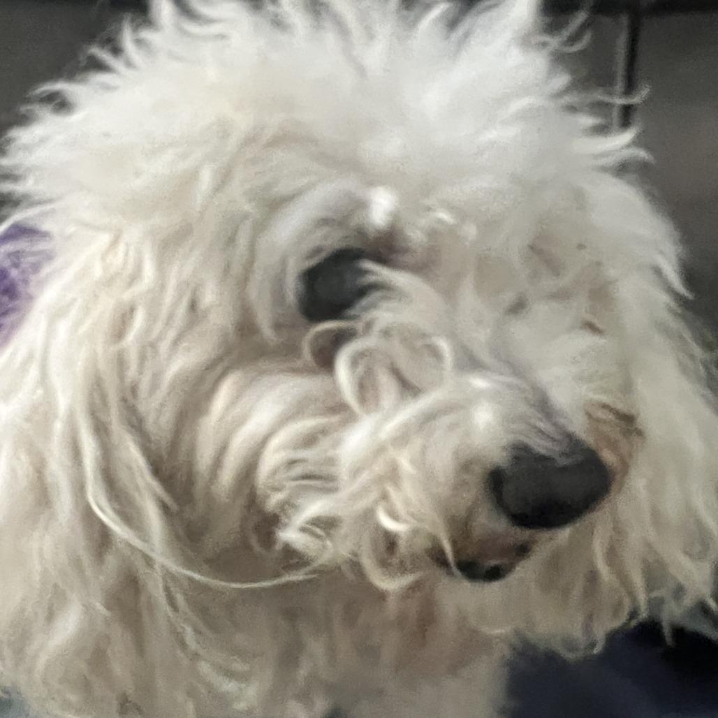 Bella — thumbnail 5