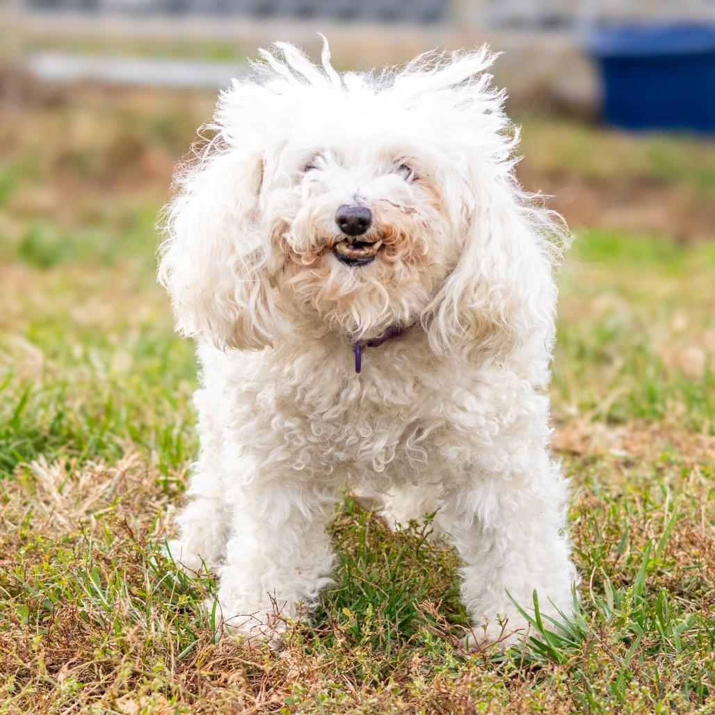 Bella — thumbnail 6