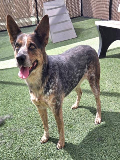 GIGI, Adoptable, Adult Female Australian Cattle Dog / Blue Heeler.