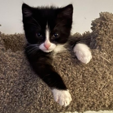 FLINT, adopted, Kitten Male Domestic Short Hair & Domestic Medium Hair.