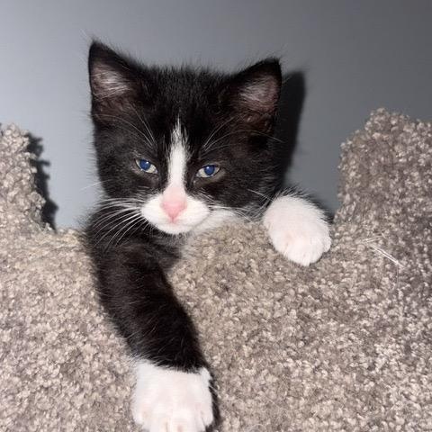 FLINT, an adopted mixed breed in Wilmington, OH image 3/3