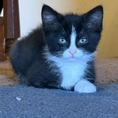 FLINT, an adopted mixed breed in Wilmington, OH image 2/3