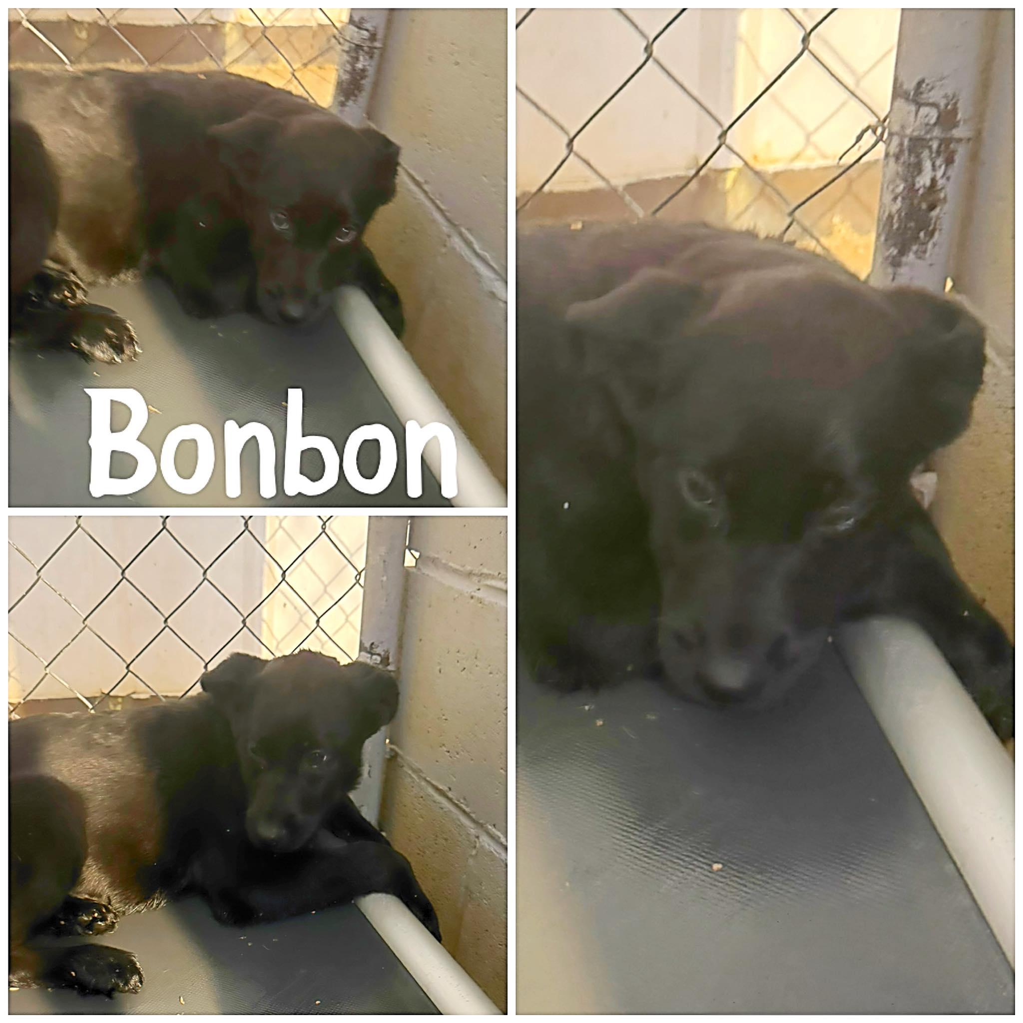 Enlarge Bonbon, a ADOPTABLE mixed breed in Saint James, MO image 1/1