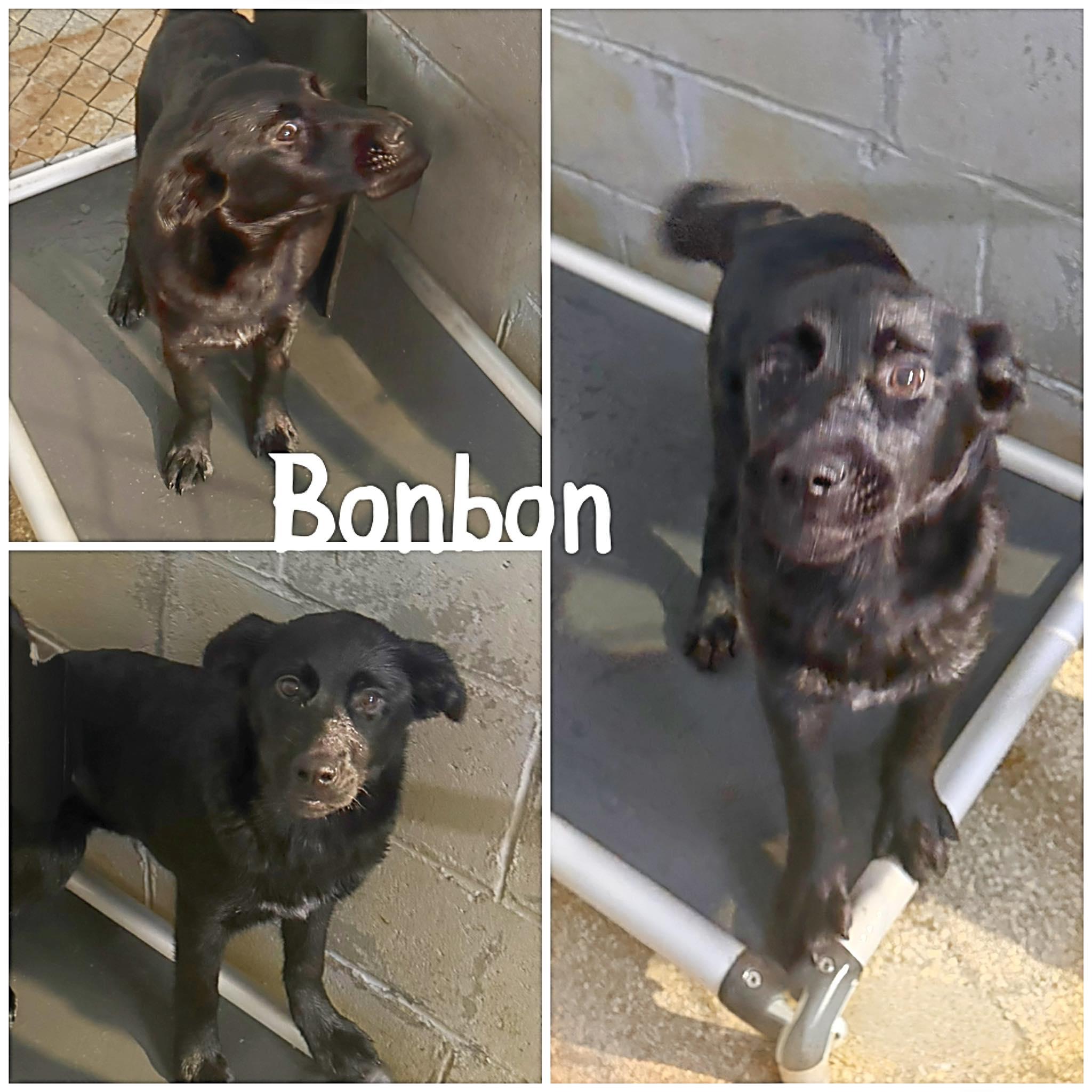 Enlarge Bonbon, an adopted mixed breed in Saint James, MO image 1/2