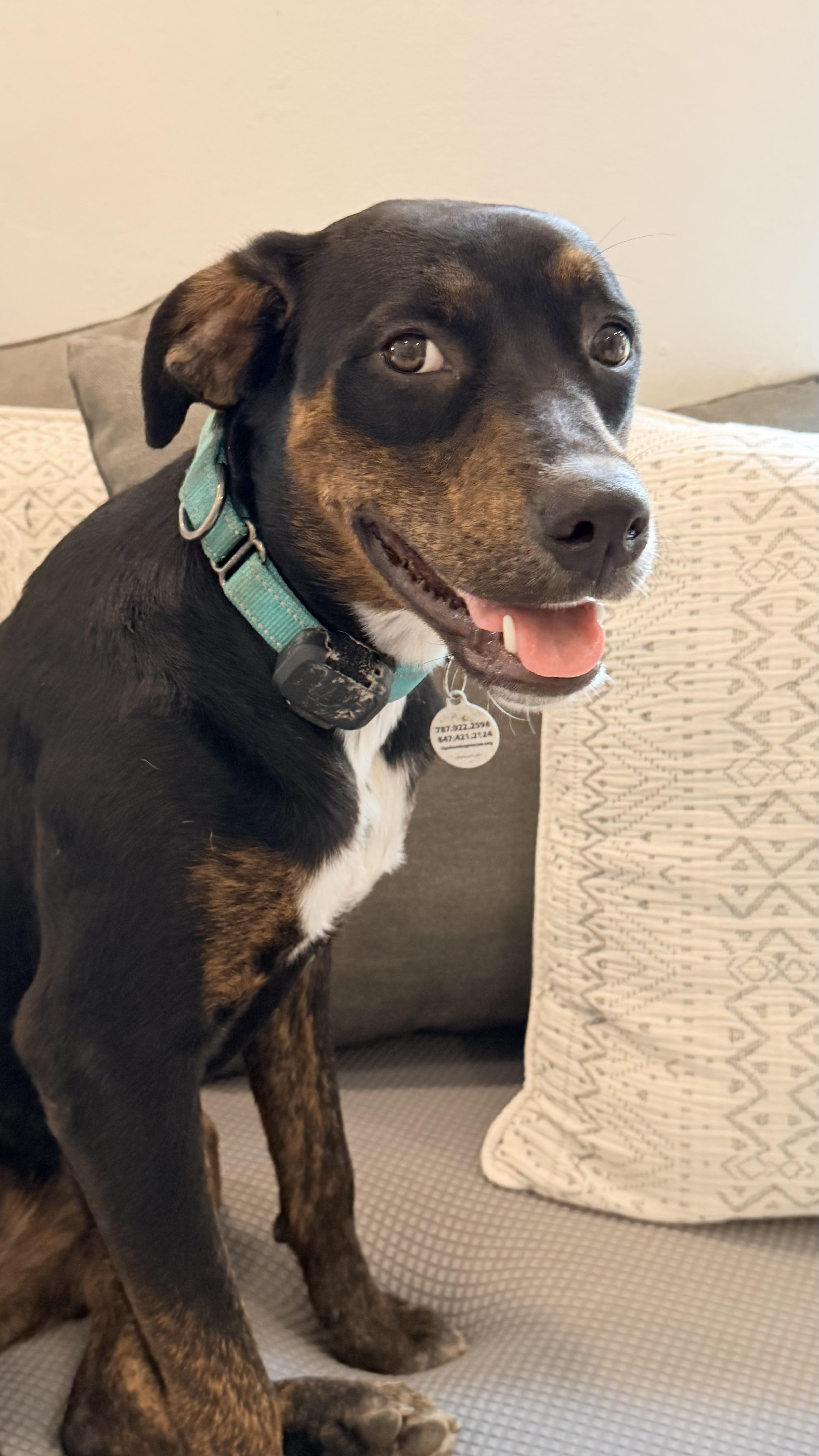 Enlarge GENTLE Luci, a Adoptable mixed breed in Baltimore , MD image 4/6