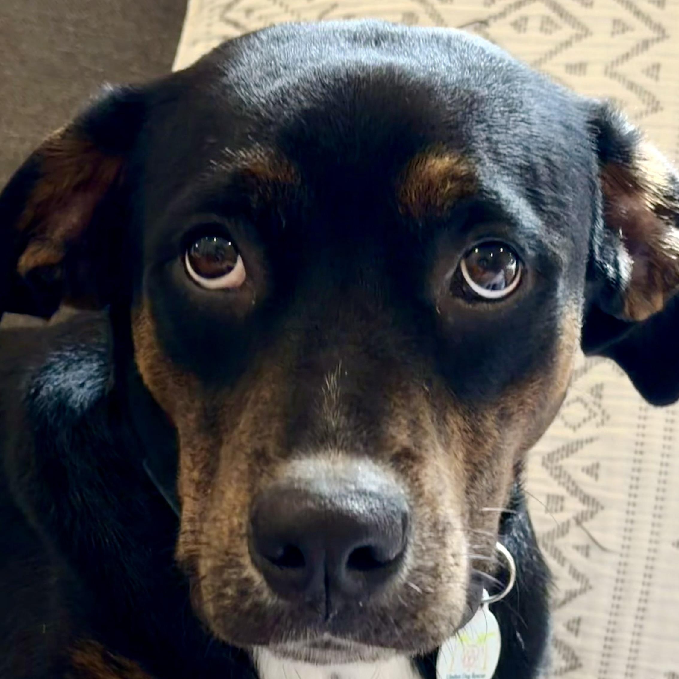 GENTLE Luci, Adoptable, Young Female Rottweiler.
