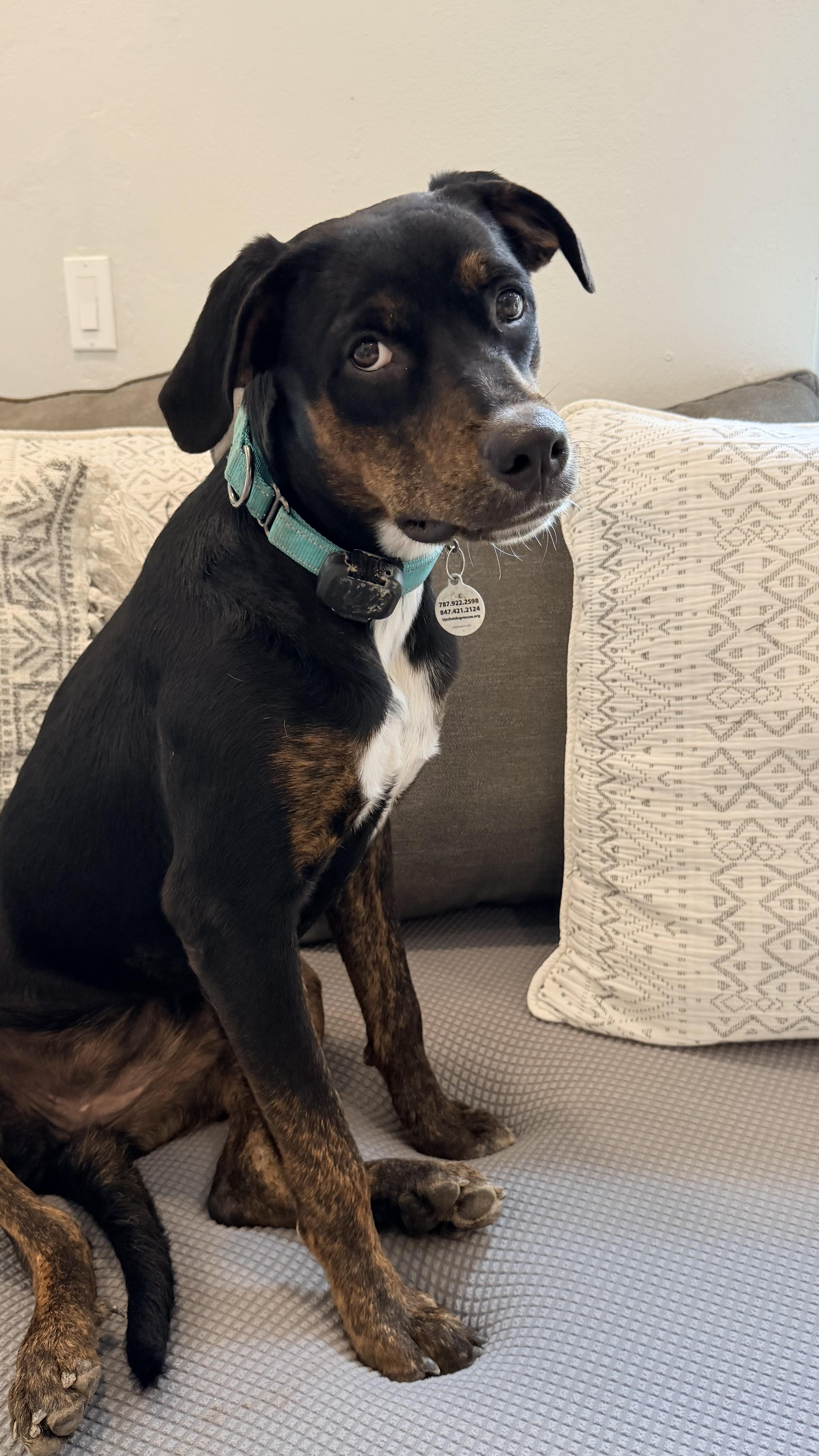 Enlarge GENTLE Luci, a Adoptable mixed breed in Baltimore , MD image 3/6
